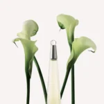 ⁦Issey Miyake l'eau d'issey edt for women 50ML⁩ - الصورة ⁦2⁩